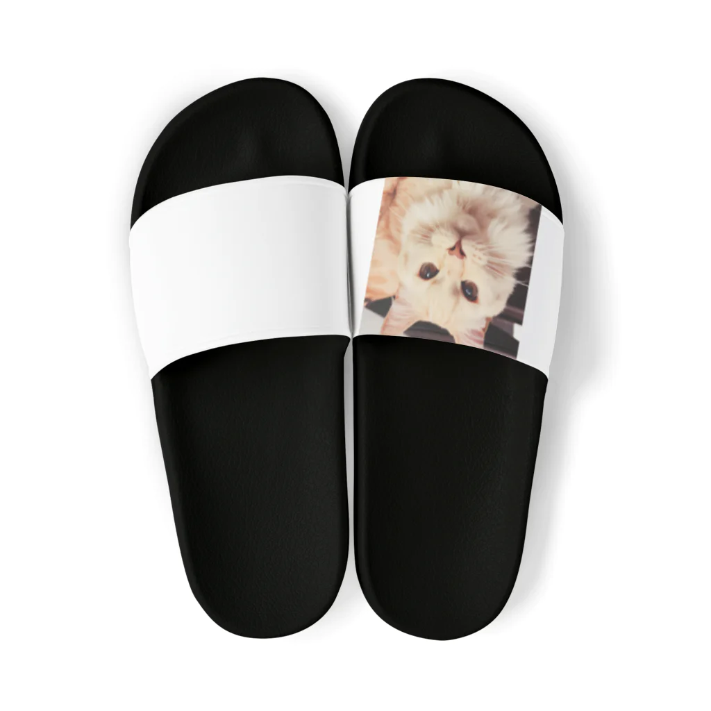 k-mintoの可愛い長毛種のネコちゃんグッズ Sandals