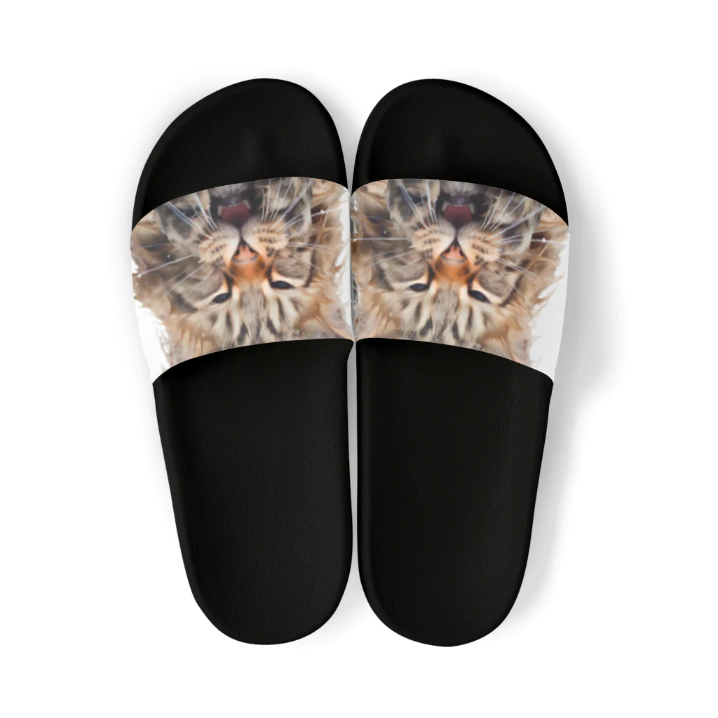 日向ぼっこのずぶ濡れ猫 Sandals