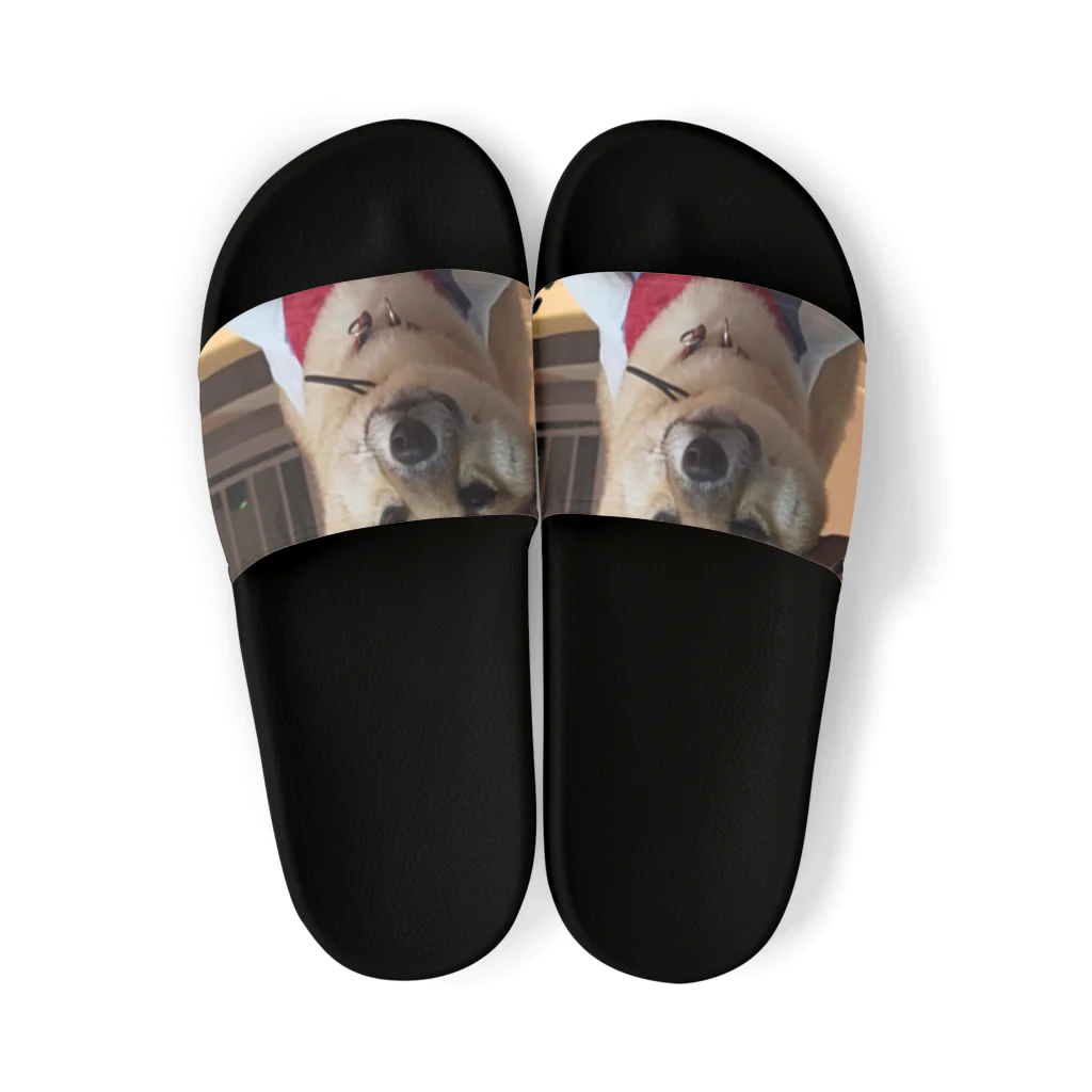 117hibikiの柴犬COOUo･ｪ･oU Sandals