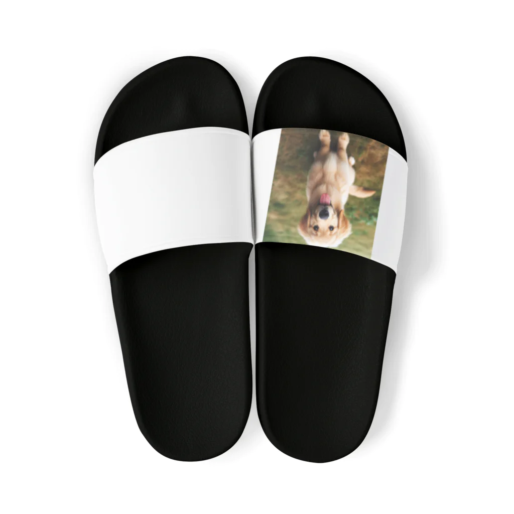 animalsの可愛い犬 Sandals