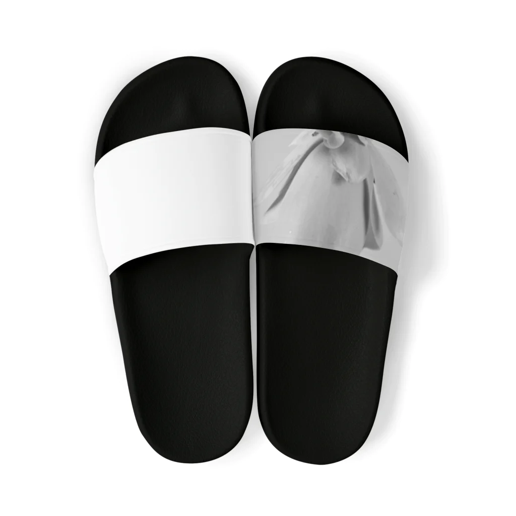 TANIKUDO by DJ.Plugmaticsの多肉植物A black and white Sandals