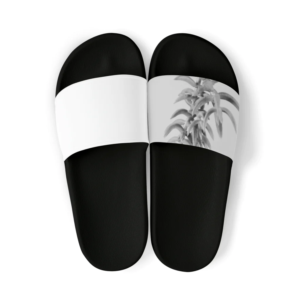 TANIKUDO by DJ.Plugmaticsの多肉植物B Black and white Sandals