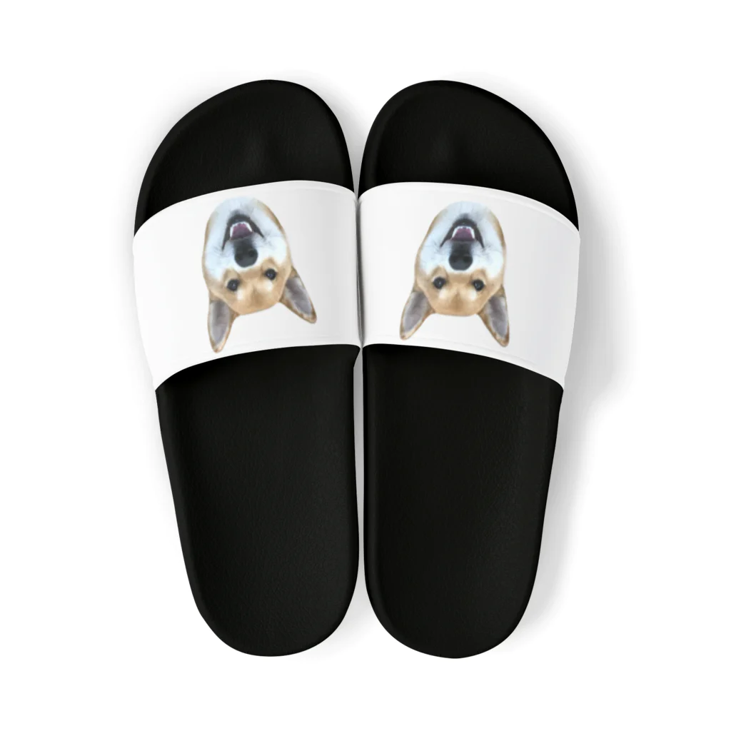 KANTAROの柴犬 かんたろう(実写) Sandals