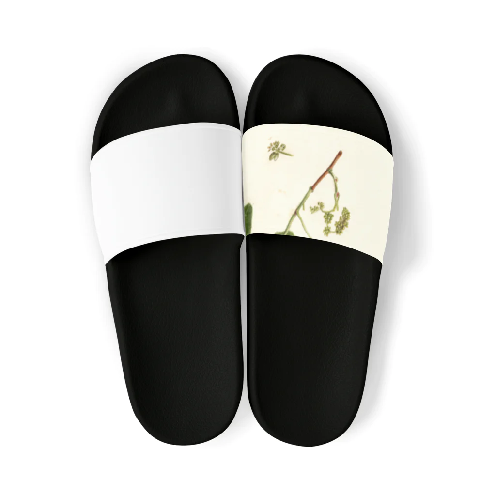 ArtShirtの Vitis: White Staminate Sandals