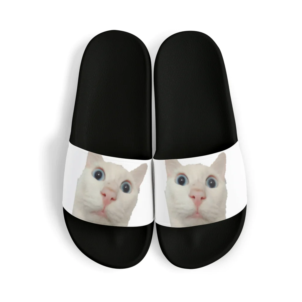 猫の隠れ家の驚きを隠せない。 Sandals