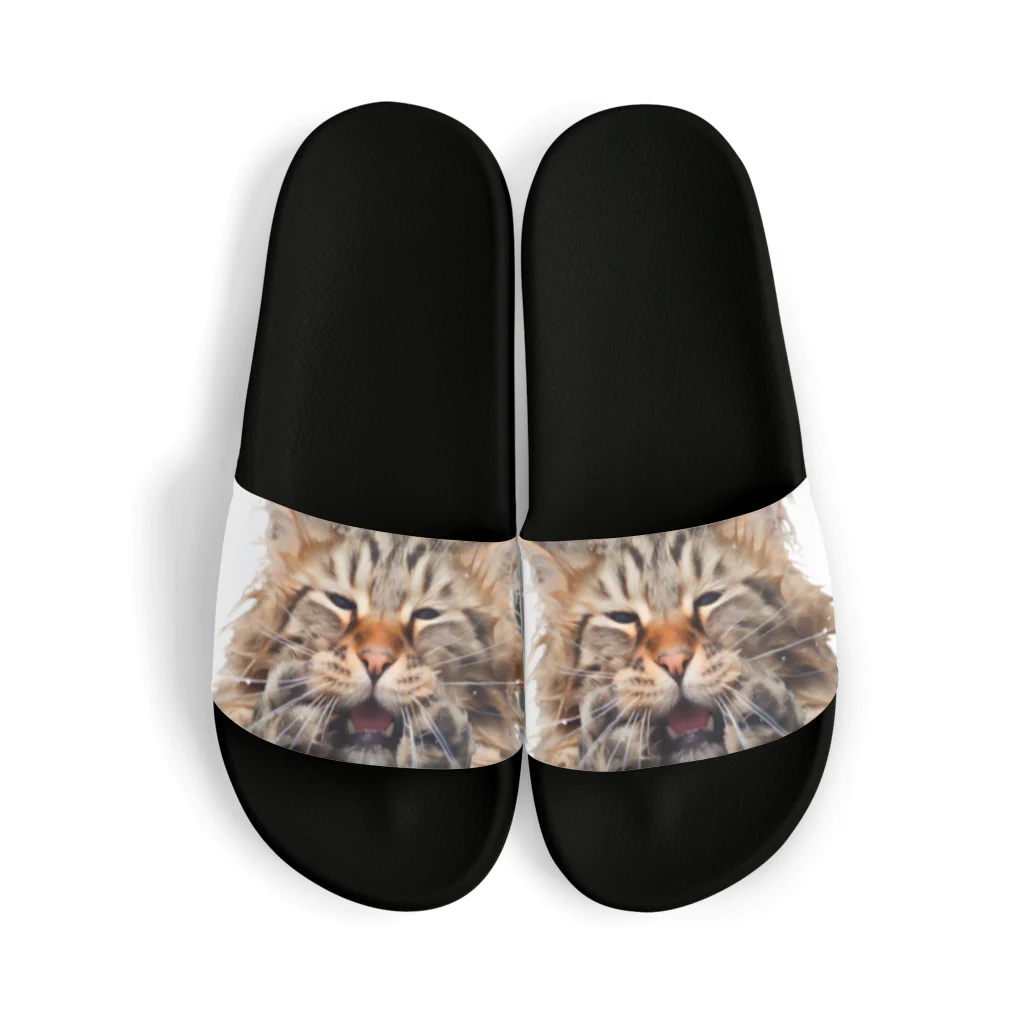 日向ぼっこのずぶ濡れ猫 Sandals