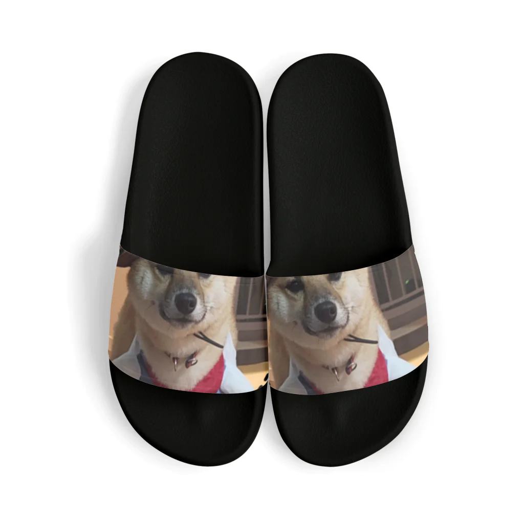 117hibikiの柴犬COOUo･ｪ･oU Sandals