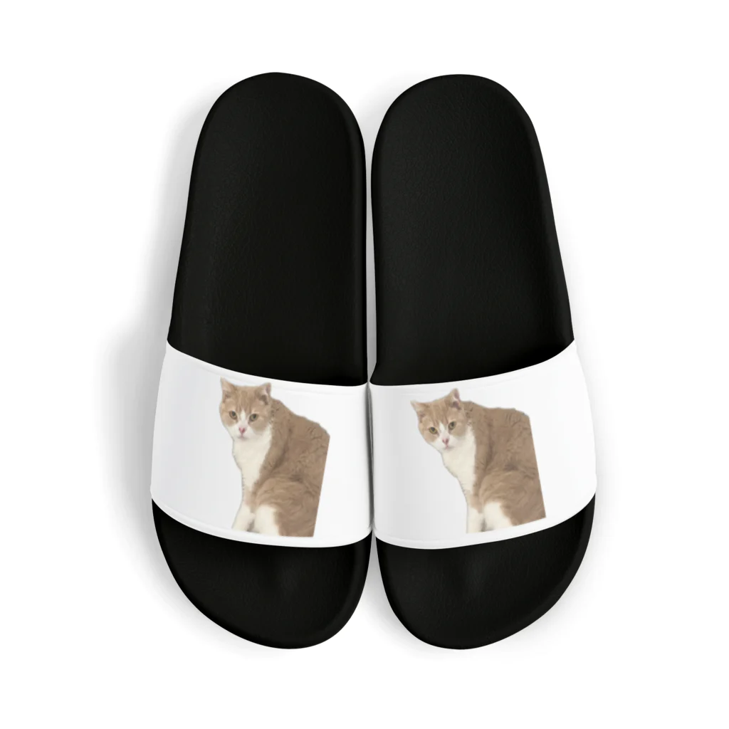 Mashlyのマシロくん猫グッズ Sandals