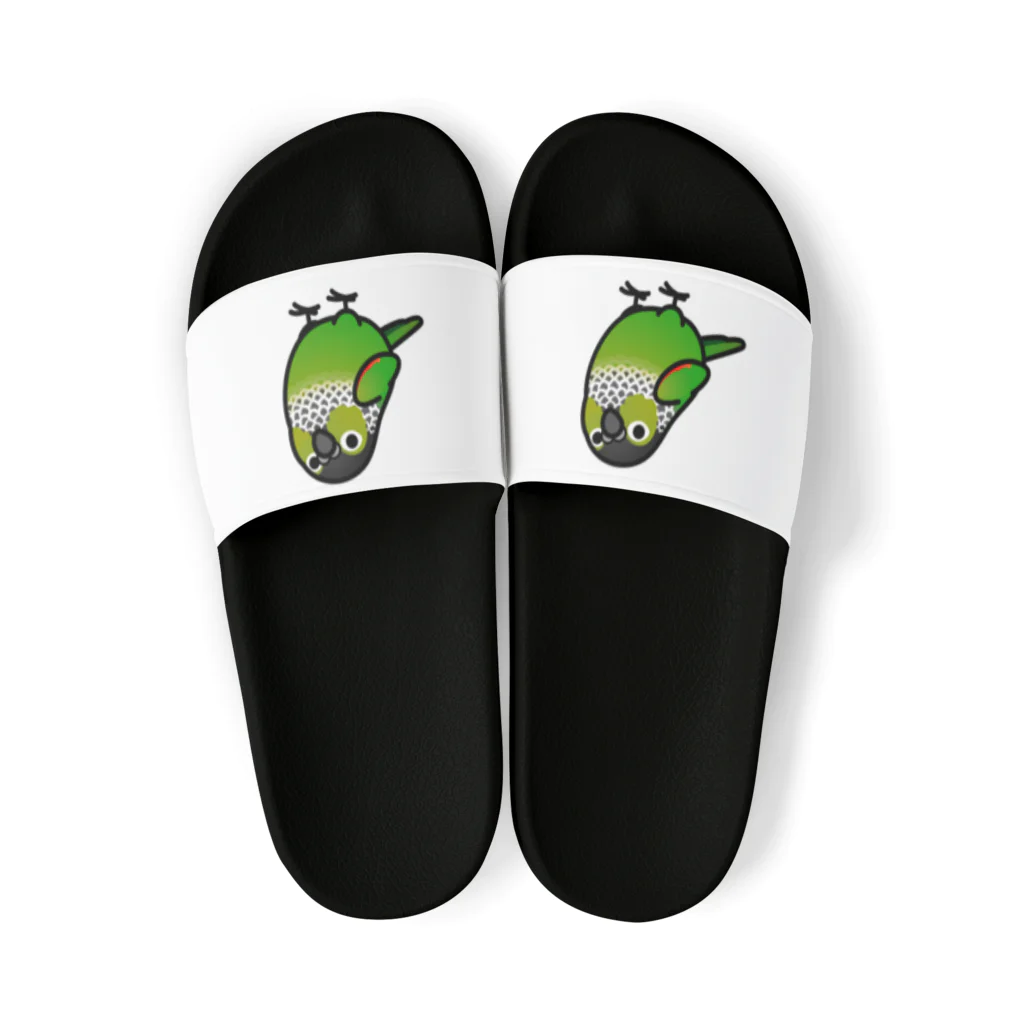 Cody the LovebirdのChubby Bird イワウロコインコ Sandals