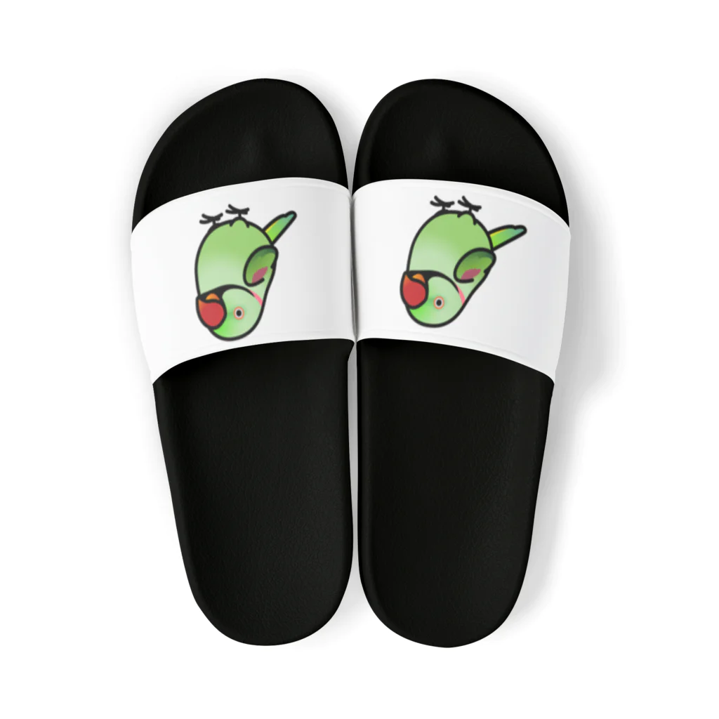 Cody the LovebirdのChubby Bird オオホンセイインコ Sandals