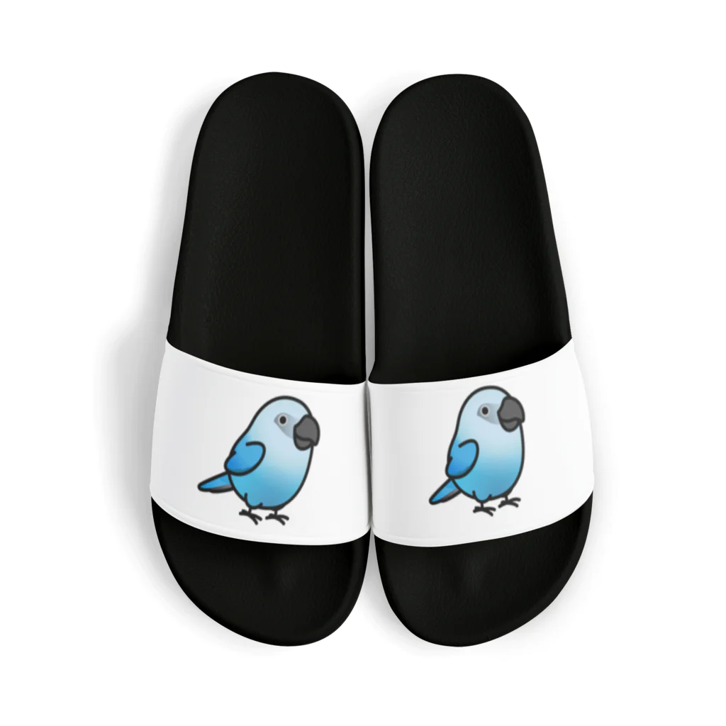 Cody the LovebirdのChubby Bird アオコンゴウインコ Sandals