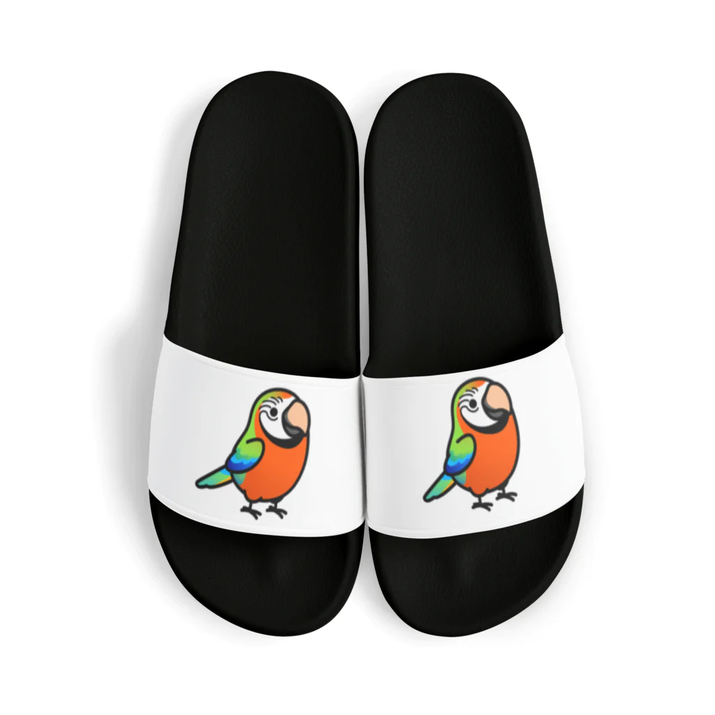 Cody the LovebirdのChubby Bird ハルクインコンゴウインコ Sandals