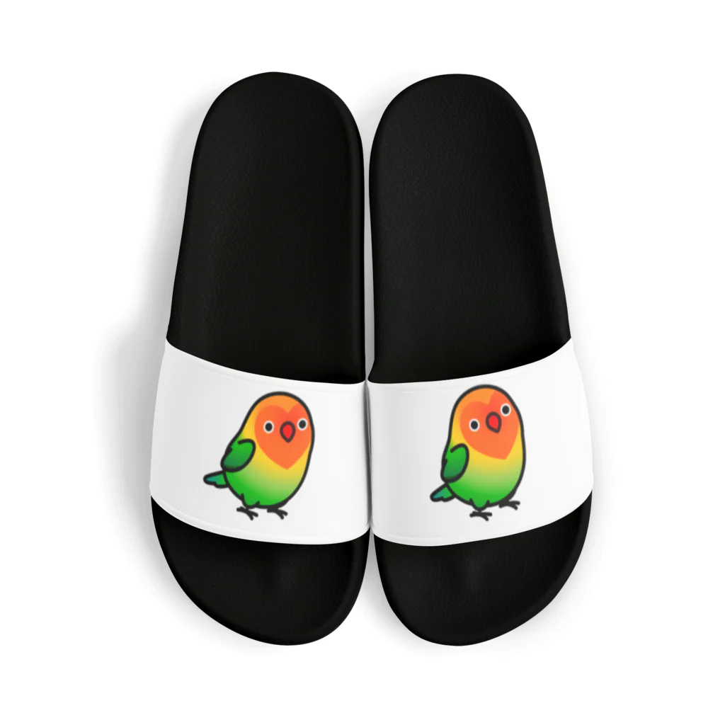 Cody the LovebirdのChubby Bird ルリゴシボタンインコ Sandals