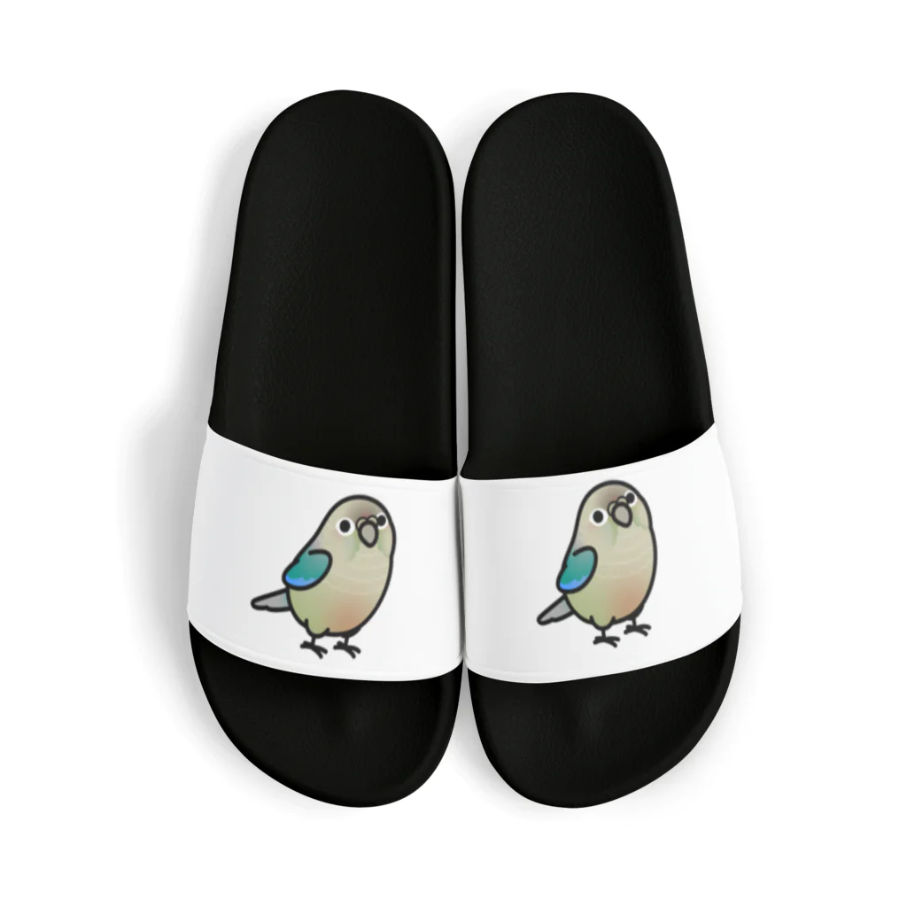 Cody the LovebirdのChubby Bird　ウロコインコ　ターコイズシナモン Sandals