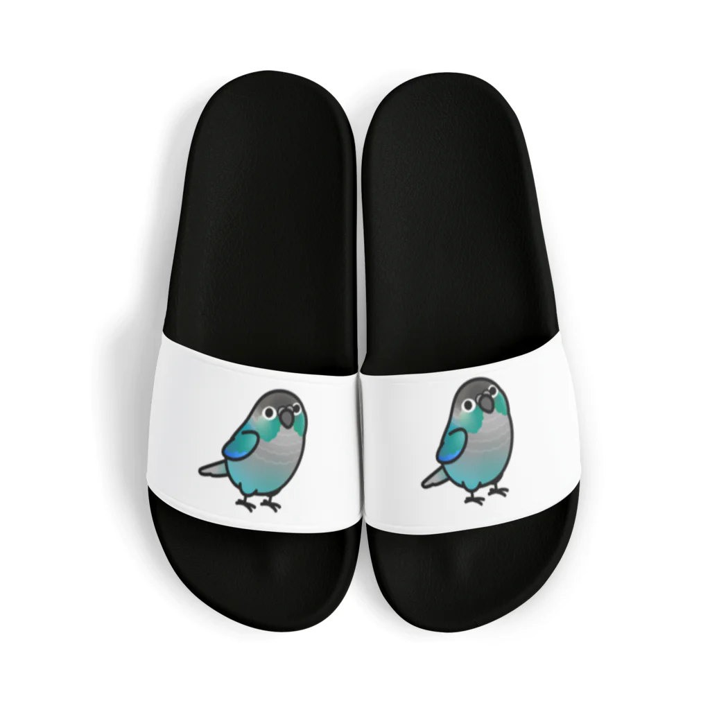 Cody the LovebirdのChubby Bird ウロコインコ　ターコイズ Sandals