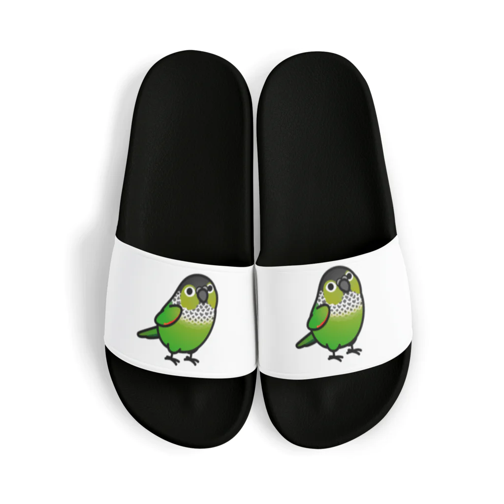 Cody the LovebirdのChubby Bird イワウロコインコ Sandals