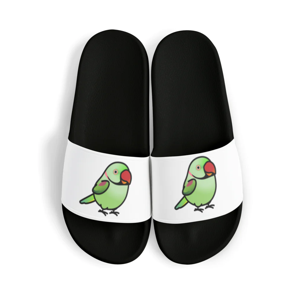 Cody the LovebirdのChubby Bird オオホンセイインコ Sandals