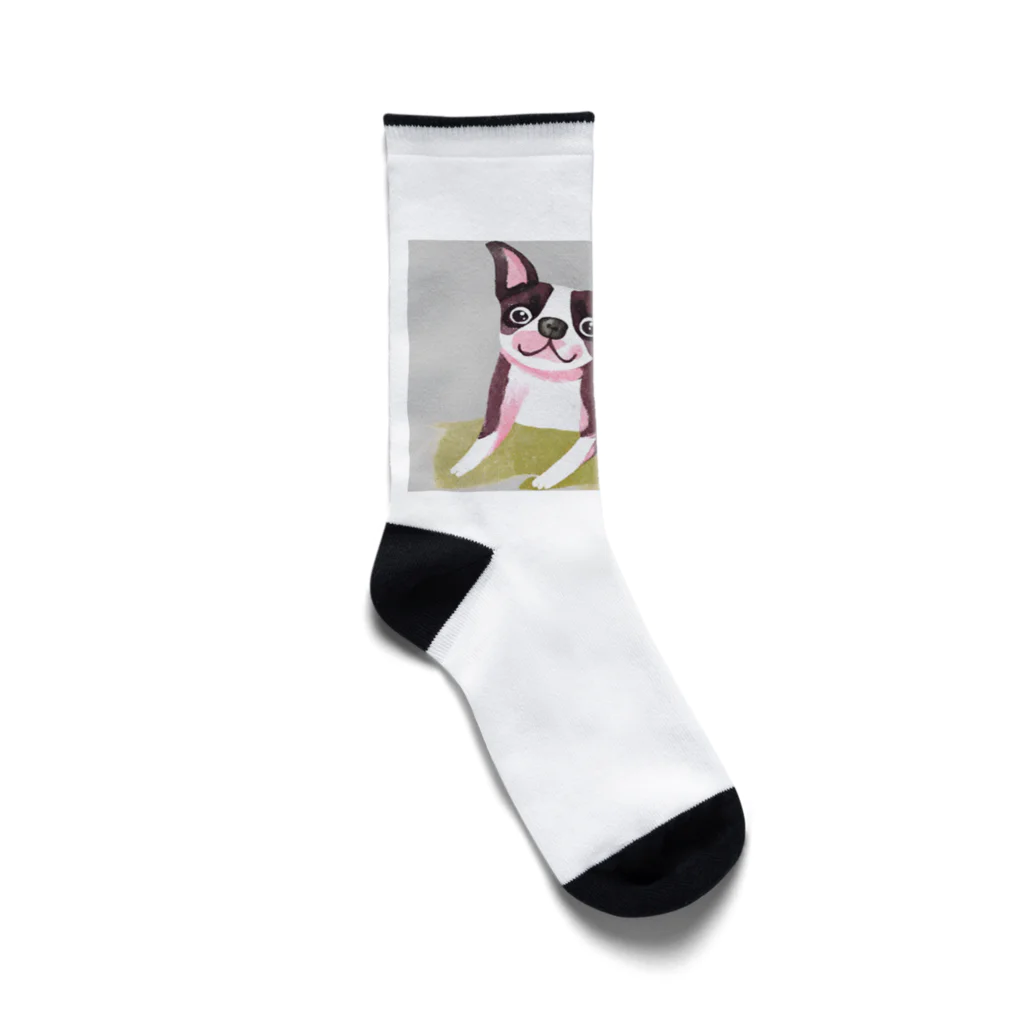 sabath891のかわいい犬　ボストンテリア Socks