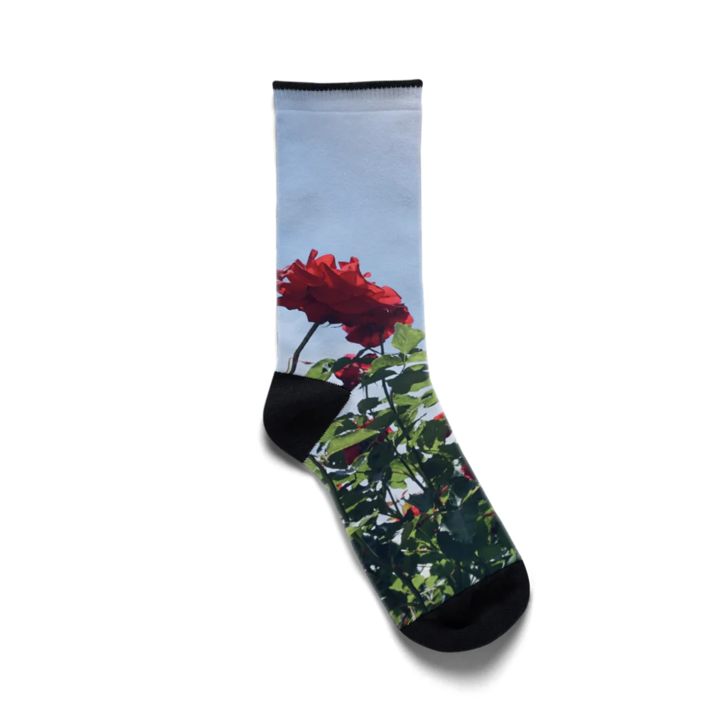 sAsA《空色風船物語*》の赤い薔薇と青い空 Socks