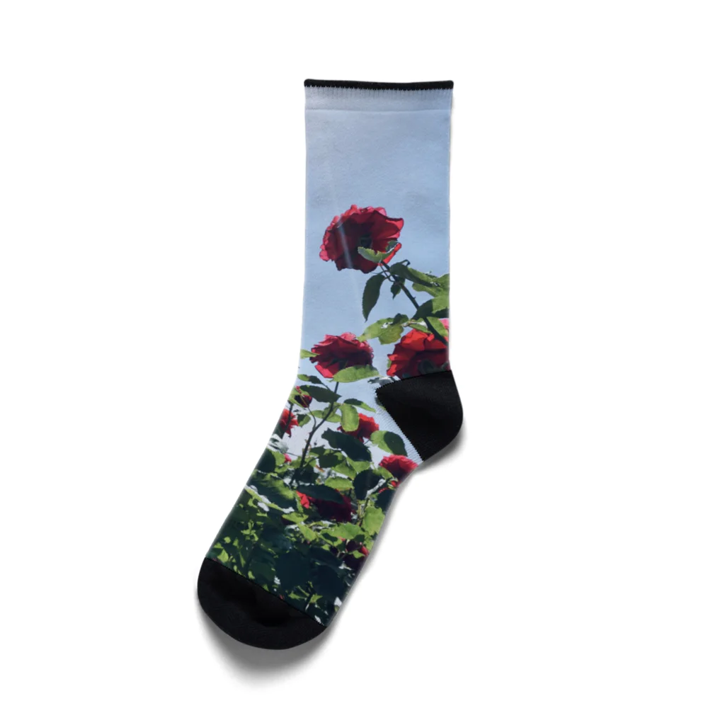 sAsA《空色風船物語*》の赤い薔薇と青い空 Socks