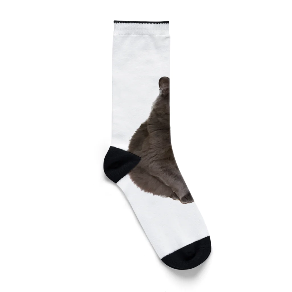 ふぇっとのうちの猫　弐 Socks