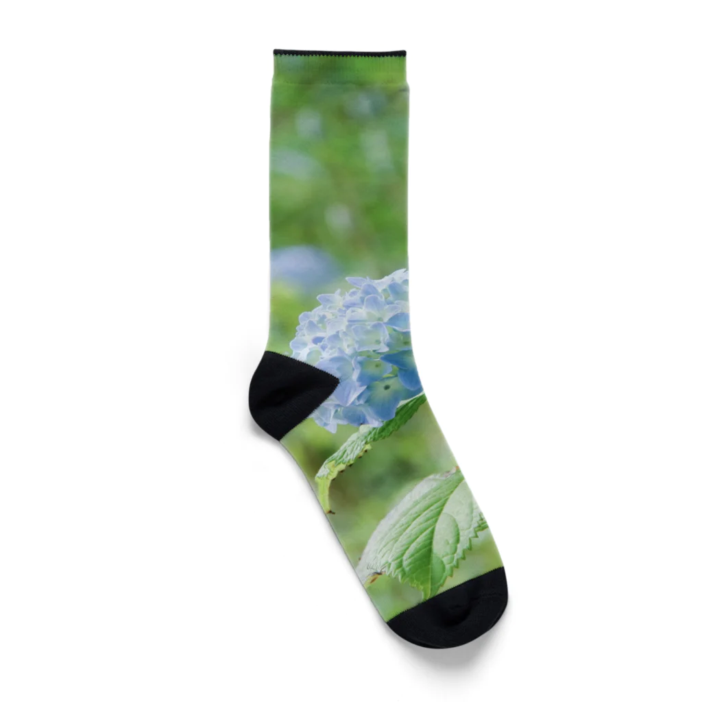 蛍石のhydrangeas Socks