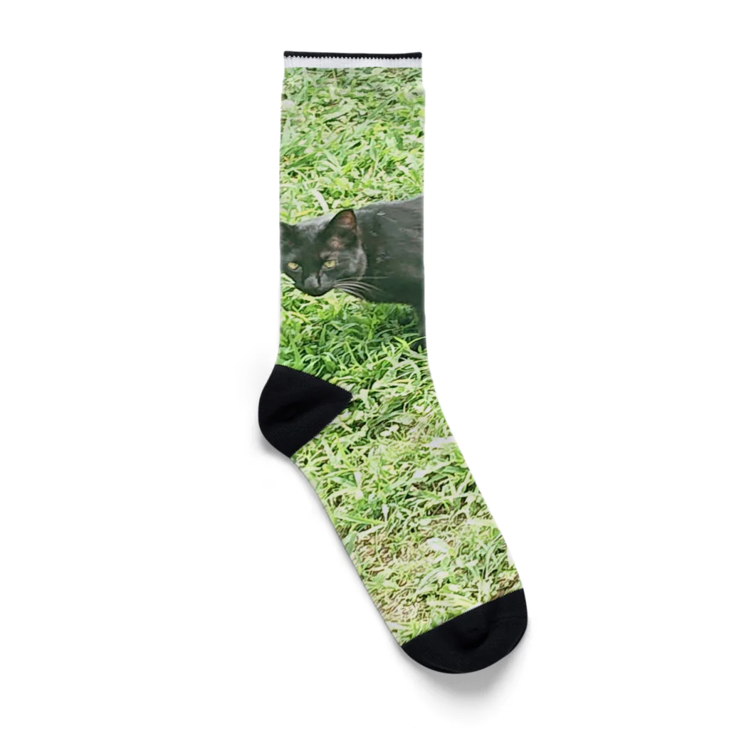 天光のねこ部屋の黒猫カカオの庭 Socks