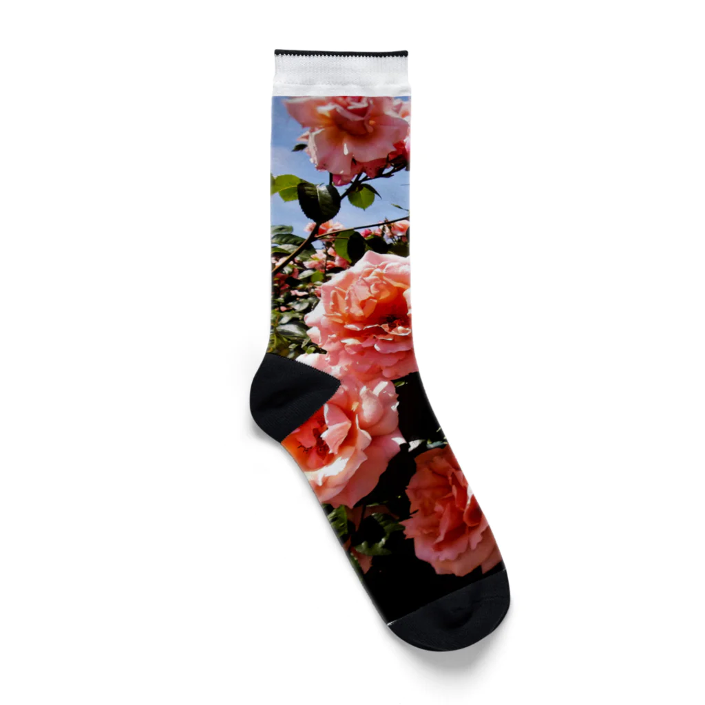 ohkのバラ庭園 Socks