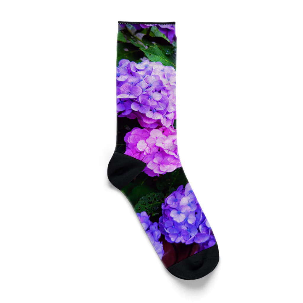 💚ぱなえてんてー💚の紫陽花(梅雨) Socks