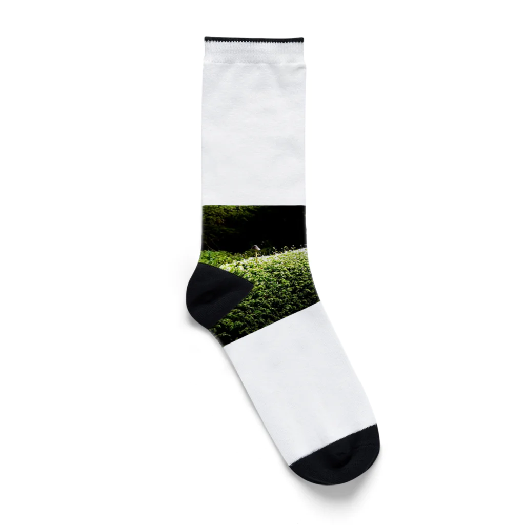 CHERRYの苔苔くん Socks