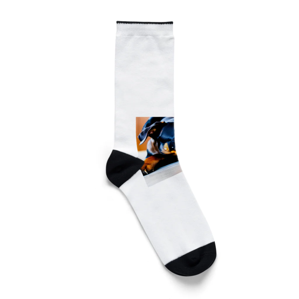 犬バカ部のタレミミドーベルマン Socks