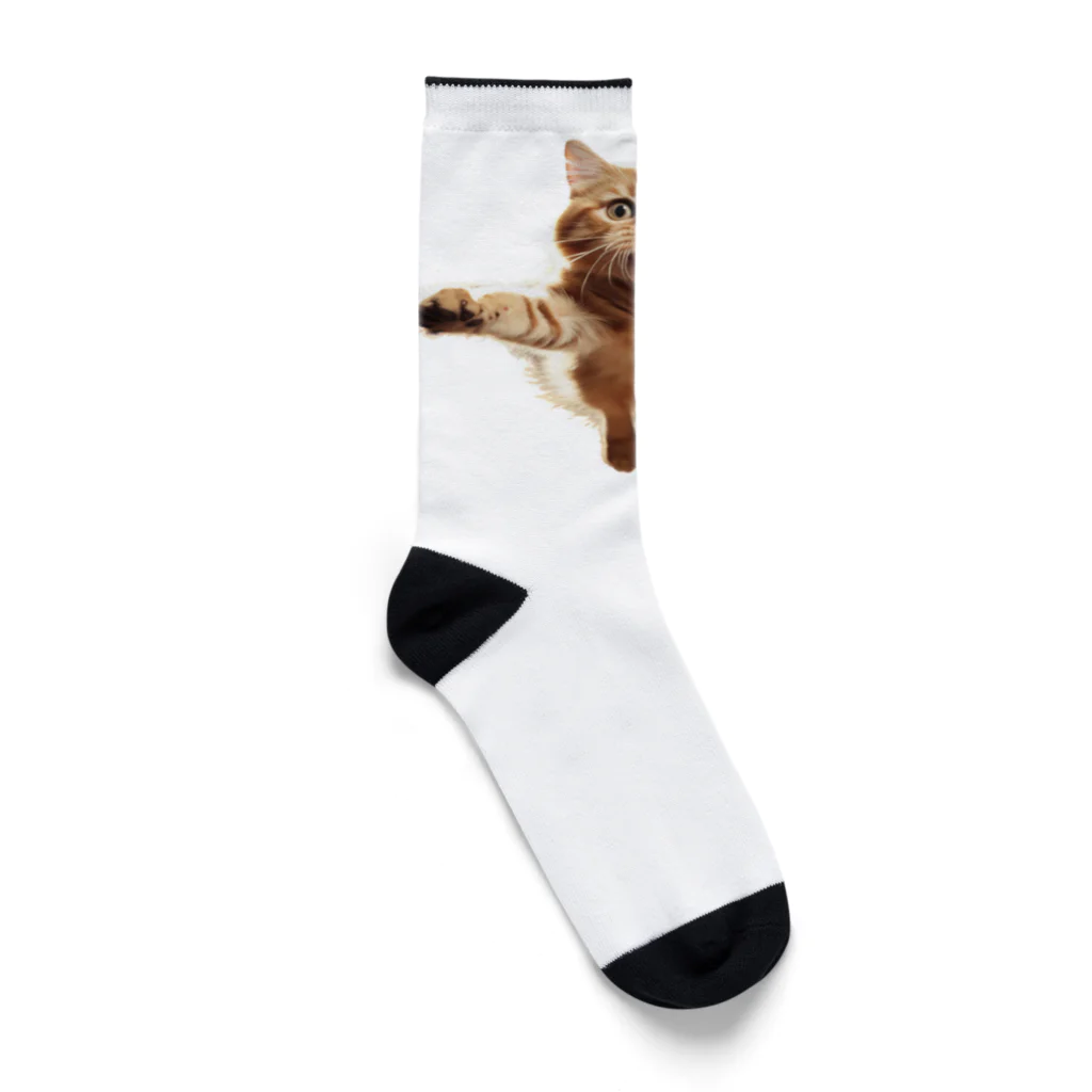 縞模様の飛び付きそうな猫 Socks