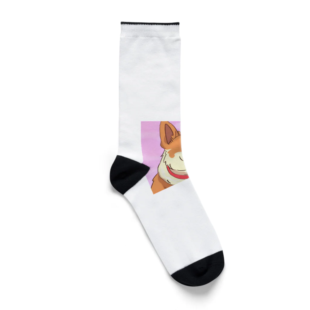 まさのお店の人懐こい犬 Socks