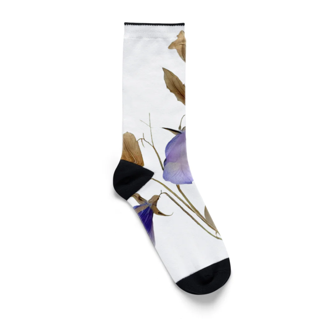 Atelier Petrichor Forestのキキョウ Chinese bellflower Socks