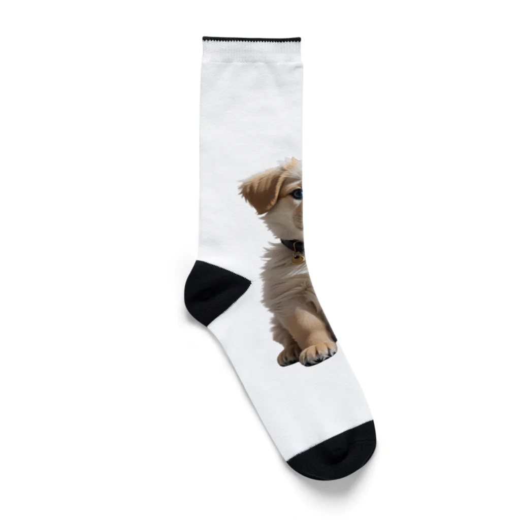 pondLeisurelyの愛らしい子犬 Socks