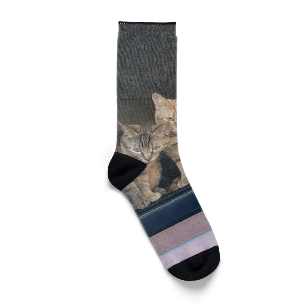 ANAROGUの出窓で飼い主帰るを待つ猫たち Socks