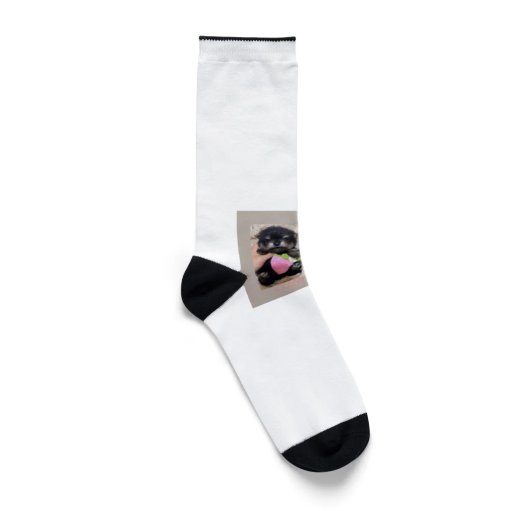 キャンドルドックの可愛いブラックタン兄弟 Socks