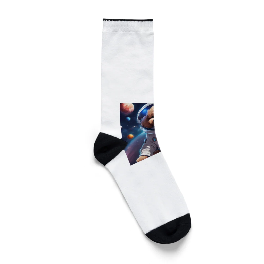 ワンちゃん大好きの宇宙に挑戦するトイプードル Socks