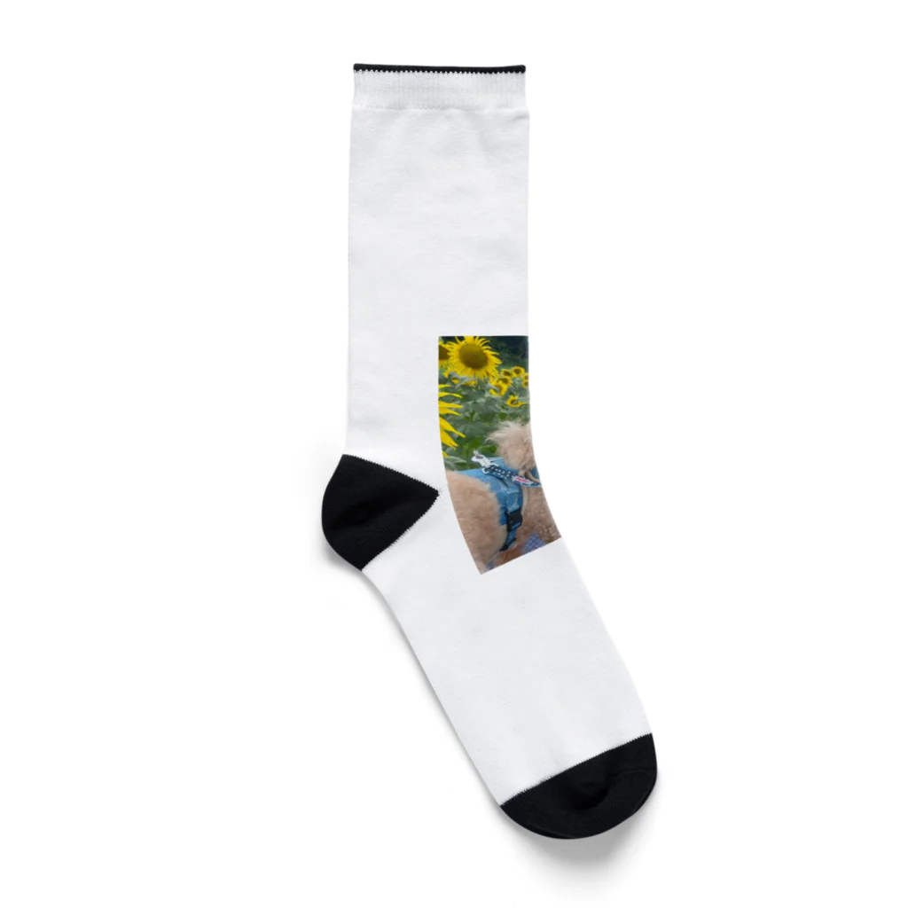 s30zcのひまわりとトイプードル Socks