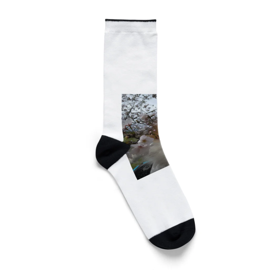 ポメラニアンのアリスくんのポメラニアンのアリスくん Socks