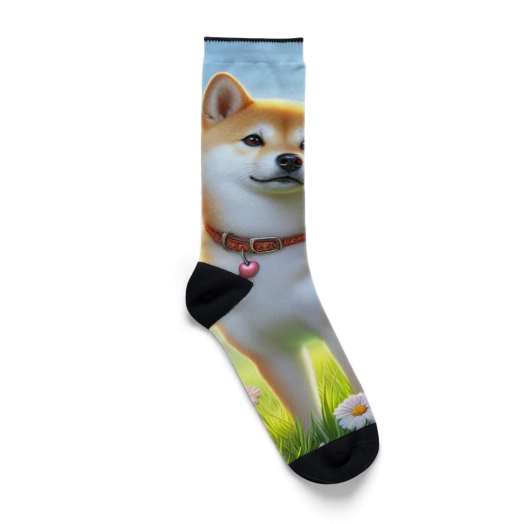 ANTARESの春の柴犬の冒険 Socks