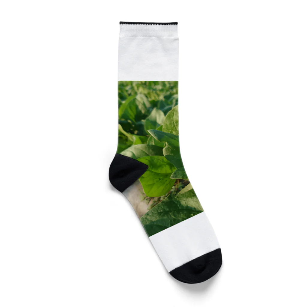 大地の宝物のほうれん草 Socks