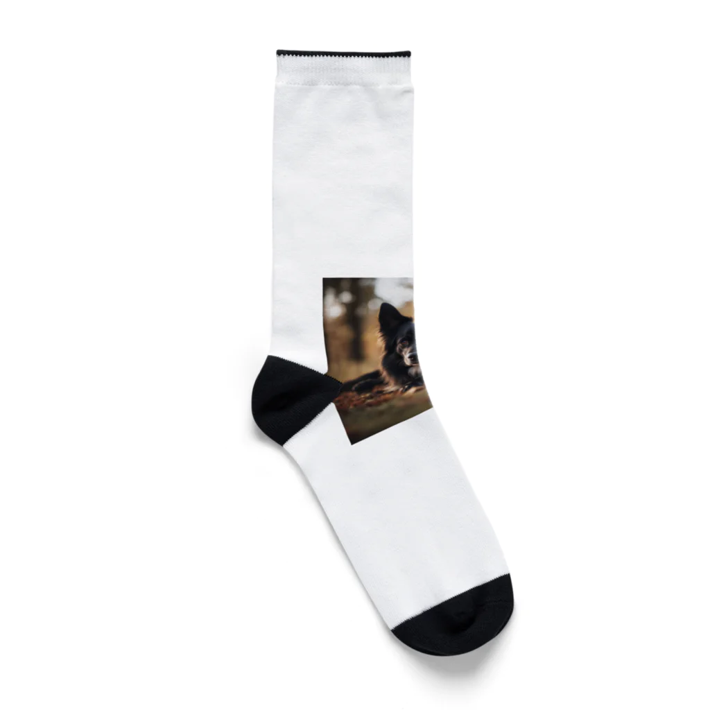 犬太郎の第一弾　『シャドウ』 Socks