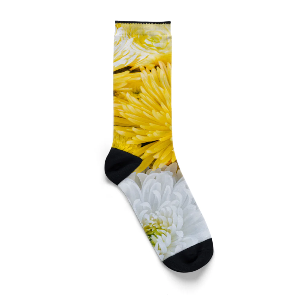 okomeの御手水菊 Socks