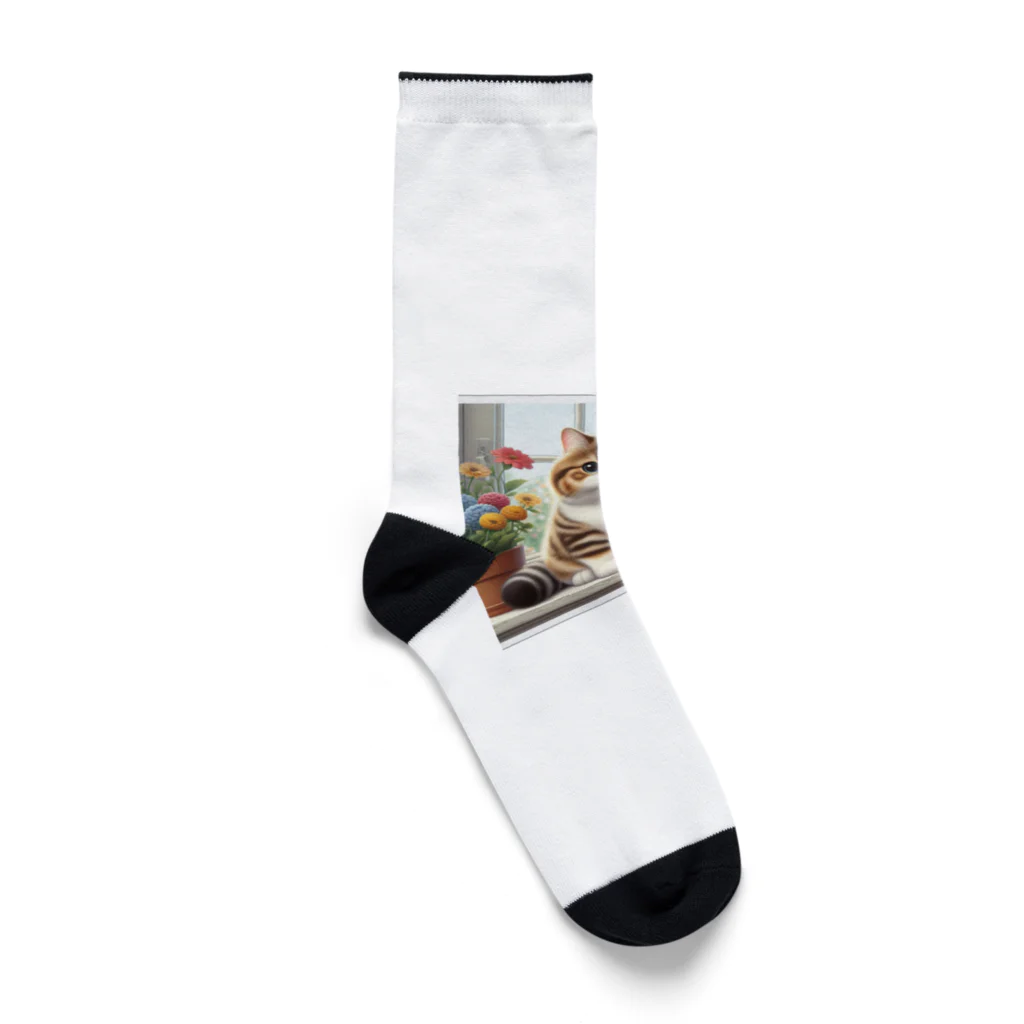 Akiraのマンチカン Socks