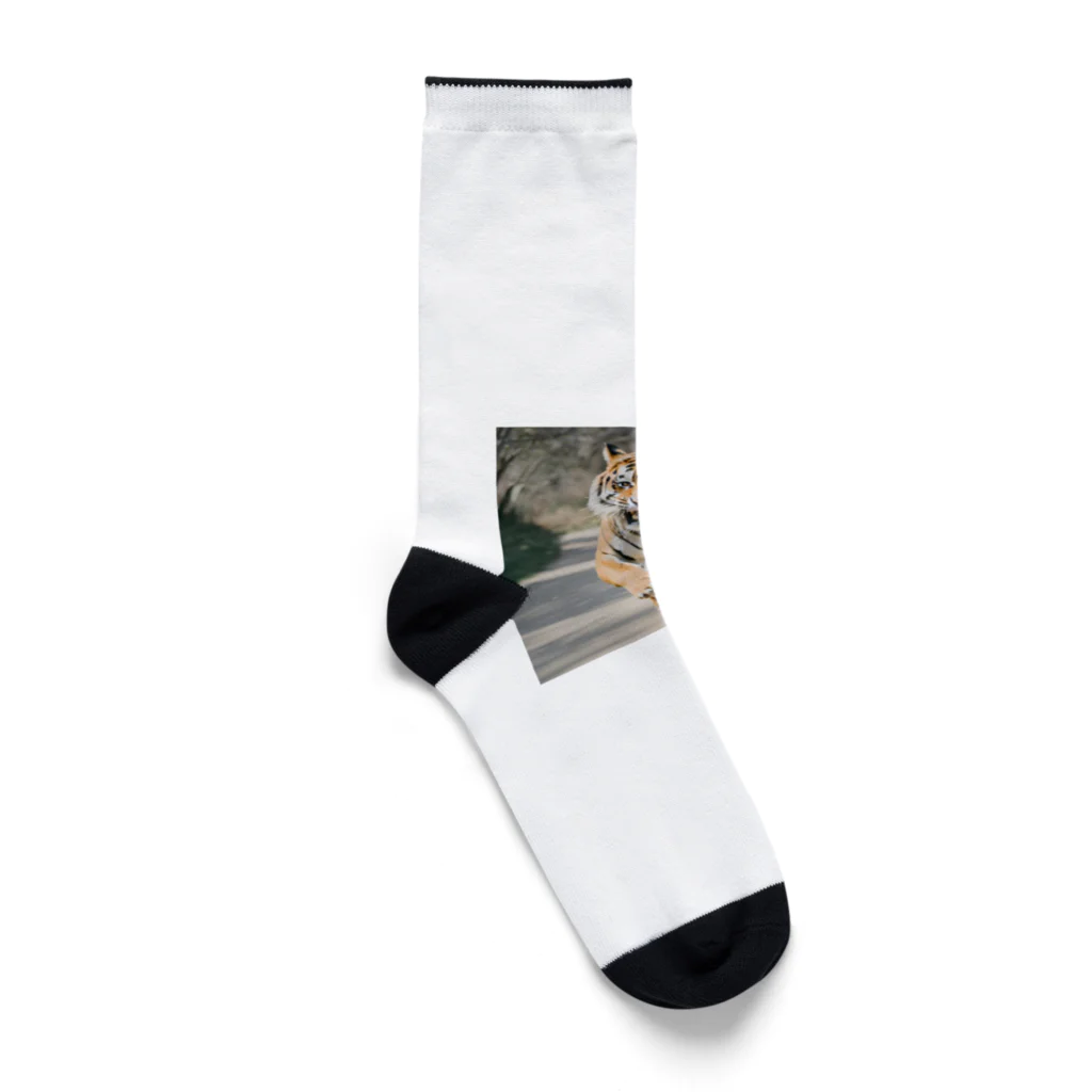 ★動物ショップ・kou2020★の虎4 Socks