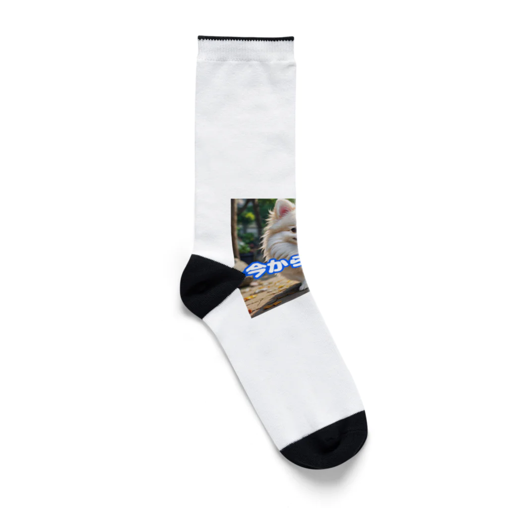 tagamiya7の今から行くポメチワ Socks