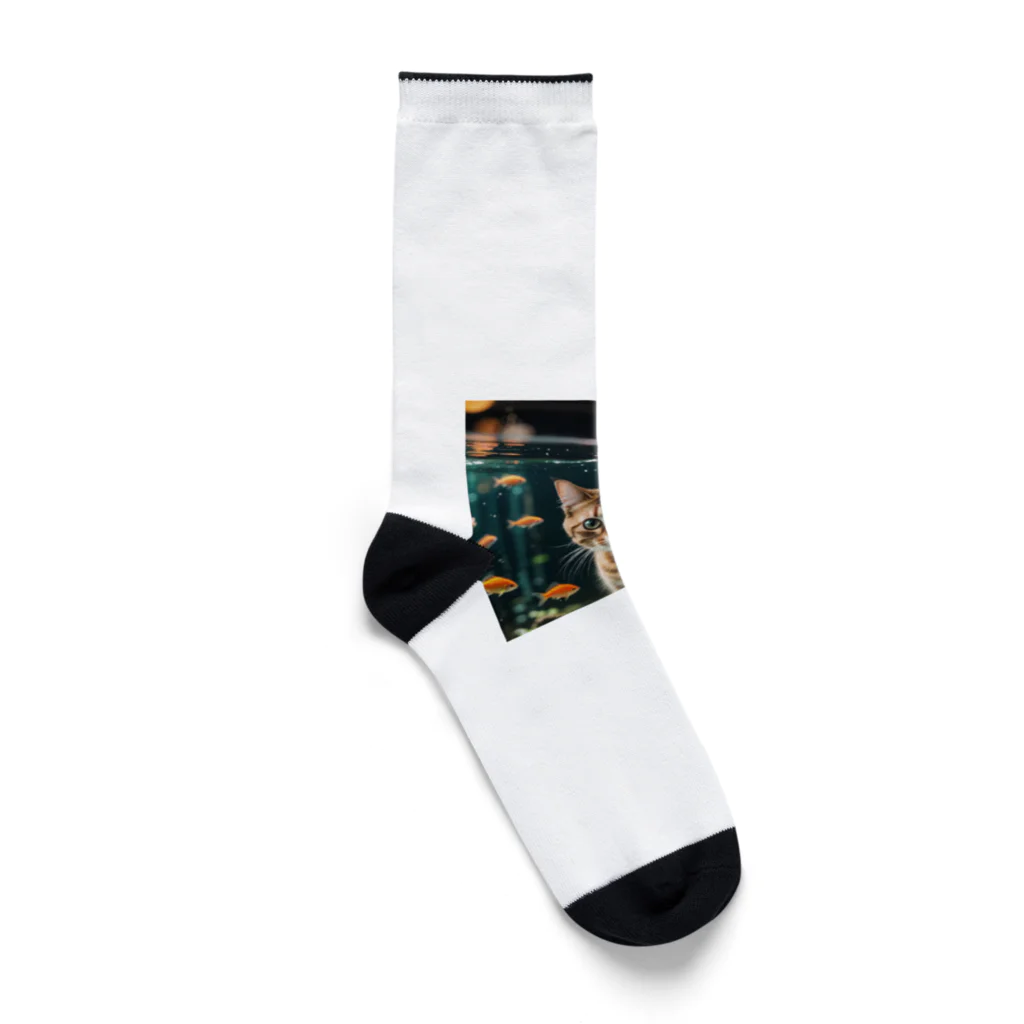 miyabi1116の水槽と猫 Socks