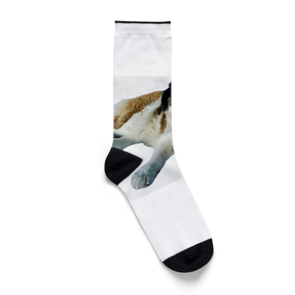 kuzaemonのステファニー Socks