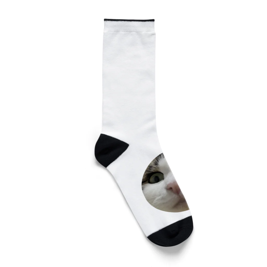 うちのにゃんず🐈のみーみーちゃんのメンチ Socks